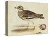Meyer Shorebirds IV-H. l. Meyer-Stretched Canvas