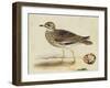 Meyer Shorebirds IV-H. l. Meyer-Framed Art Print