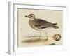 Meyer Shorebirds IV-H. l. Meyer-Framed Art Print