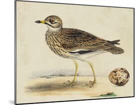 Meyer Shorebirds IV-H. l. Meyer-Mounted Art Print