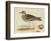 Meyer Shorebirds IV-H. l. Meyer-Framed Art Print