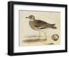 Meyer Shorebirds IV-H. l. Meyer-Framed Art Print