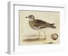 Meyer Shorebirds IV-H. l. Meyer-Framed Art Print