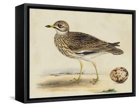 Meyer Shorebirds IV-H. l. Meyer-Framed Stretched Canvas