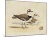 Meyer Shorebirds V-H. l. Meyer-Mounted Art Print