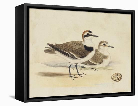 Meyer Shorebirds V-H. l. Meyer-Framed Stretched Canvas