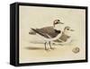 Meyer Shorebirds V-H. l. Meyer-Framed Stretched Canvas