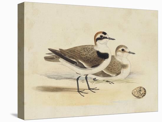 Meyer Shorebirds V-H. l. Meyer-Stretched Canvas
