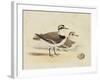 Meyer Shorebirds V-H. l. Meyer-Framed Art Print