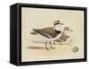 Meyer Shorebirds V-H. l. Meyer-Framed Stretched Canvas