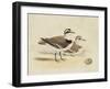Meyer Shorebirds V-H. l. Meyer-Framed Art Print