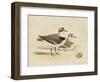 Meyer Shorebirds V-H. l. Meyer-Framed Art Print