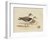 Meyer Shorebirds V-H. l. Meyer-Framed Art Print