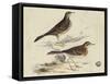 Meyer Shorebirds VI-H. l. Meyer-Framed Stretched Canvas