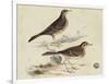 Meyer Shorebirds VI-H. l. Meyer-Framed Art Print