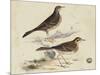 Meyer Shorebirds VI-H. l. Meyer-Mounted Art Print