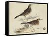 Meyer Shorebirds VI-H. l. Meyer-Framed Stretched Canvas