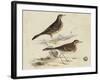 Meyer Shorebirds VI-H. l. Meyer-Framed Art Print