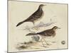 Meyer Shorebirds VI-H. l. Meyer-Mounted Art Print