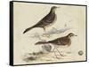 Meyer Shorebirds VI-H. l. Meyer-Framed Stretched Canvas