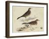 Meyer Shorebirds VI-H. l. Meyer-Framed Art Print