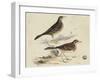 Meyer Shorebirds VI-H. l. Meyer-Framed Art Print