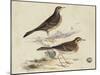 Meyer Shorebirds VI-H. l. Meyer-Mounted Art Print