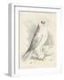 Meyer Snowy Owl-H. l. Meyer-Framed Art Print