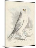 Meyer Snowy Owl-H. l. Meyer-Mounted Art Print