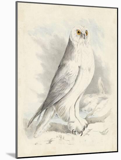 Meyer Snowy Owl-H. l. Meyer-Mounted Art Print