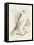Meyer Snowy Owl-H. l. Meyer-Framed Stretched Canvas