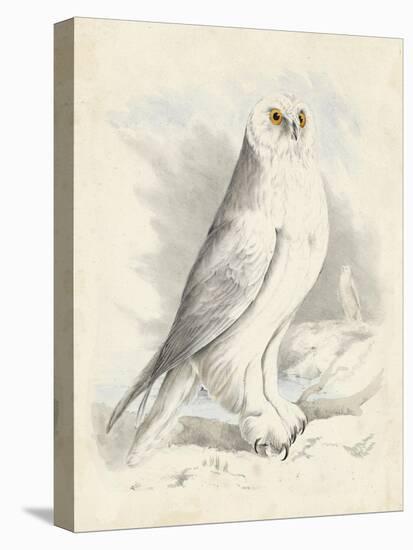 Meyer Snowy Owl-H. l. Meyer-Stretched Canvas
