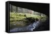 Mezni Potok - Stream Flowing under a Rock, Rynartice, Ceske Svycarsko, Czech Republic, November-Ruiz-Framed Stretched Canvas