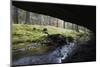 Mezni Potok - Stream Flowing under a Rock, Rynartice, Ceske Svycarsko, Czech Republic, November-Ruiz-Mounted Photographic Print