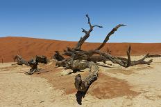 Dead Vlei Tree Namibia-mezzotint-Photographic Print