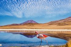 Laguna at the Ruta De Las Joyas Altoandinas in Bolivia with Pink Flamingo Walking through the Scene-mezzotint-Photographic Print