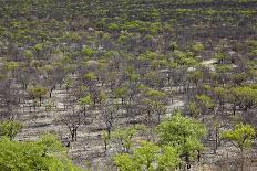 Namibia Forest-mezzotint-Photographic Print