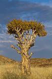 Dead Vlei Tree Namibia-mezzotint-Photographic Print