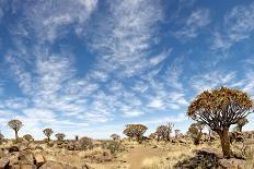 Namibia Quiver Tree-mezzotint-Photographic Print