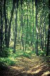 Mysterious Dark Forest near Rzeszow, Poland-mffoto-Photographic Print