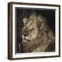 Mfuwe Lion-Wink Gaines-Framed Giclee Print