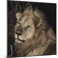 Mfuwe Lion-Wink Gaines-Mounted Giclee Print