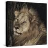 Mfuwe Lion-Wink Gaines-Stretched Canvas