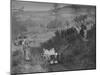 MG PB of K Scales competing in the MG Car Club Midland Centre Trial, 1938-Bill Brunell-Mounted Photographic Print