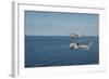 Mh-60R Sea Hawk Helicopters Launch Agm-114 Hellfire Missiles-null-Framed Photographic Print