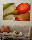 Study of Orange Poppies-Mia Friedrich-Loft Art
