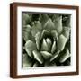 Brown Frame