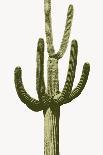 Cactus on Blue VII-Mia Jensen-Framed Art Print