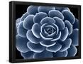 Essential Black