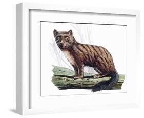 Miacis-null-Framed Photographic Print